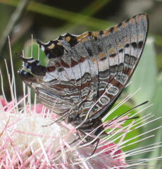 Charaxes pelias