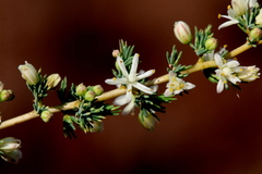Asparagus flavicaulis