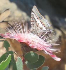 Charaxes pelias