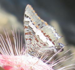 Charaxes pelias