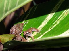 Pseudophilautus wynaadensis