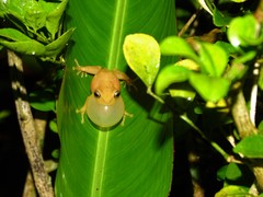 Raorchestes luteolus