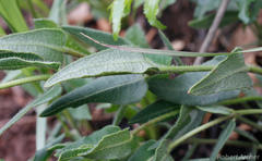 Asclepias adscendens