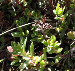 Crassula obtusa