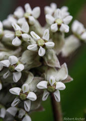 Asclepias adscendens
