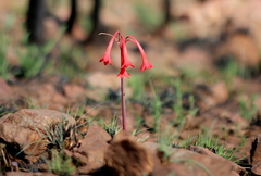 Cyrtanthus contractus