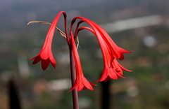 Cyrtanthus contractus