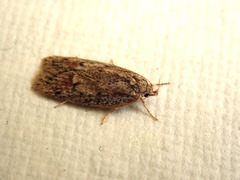 Acantholena siccella