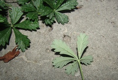 Potentilla inclinata