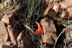 Cyrtanthus contractus