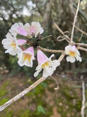 Tabebuia roseoalba