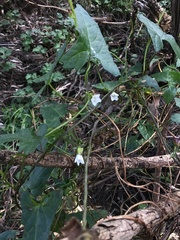 Calystegia marginata