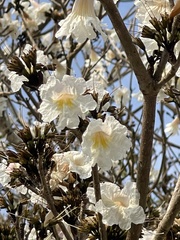 Tabebuia roseoalba