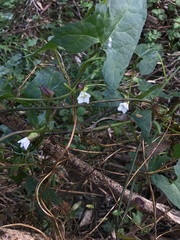 Calystegia marginata
