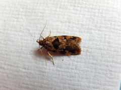 Barea melanodelta