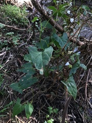 Calystegia marginata