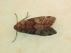 Corula geometroides
