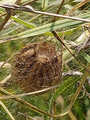 Argiope bruennichi