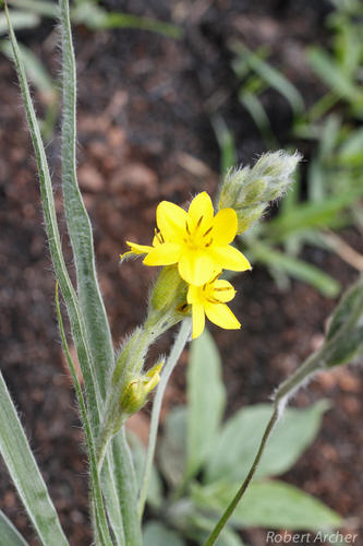 Hypoxis rigidula