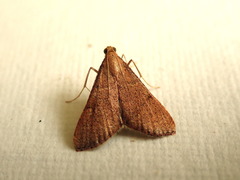 Endotricha ignealis