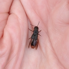 Platydracus mysticus