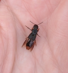 Platydracus mysticus