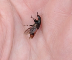 Platydracus mysticus