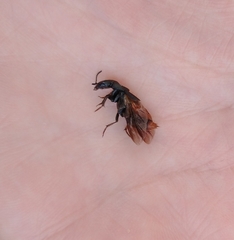 Platydracus mysticus