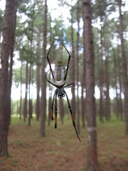 Trichonephila inaurata madagascariensis