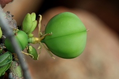 Adenia glauca