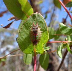 Doratifera oxleyi