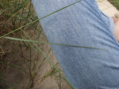Elymus athericus