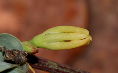 Adenia glauca