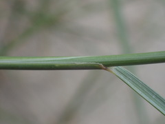 Elymus athericus