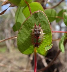 Doratifera oxleyi