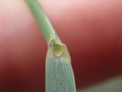 Elymus athericus