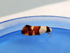 Euphiltra eroticella