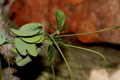 Adenia glauca