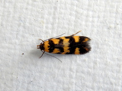 Cirromitra tetratherma