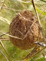 Argiope bruennichi