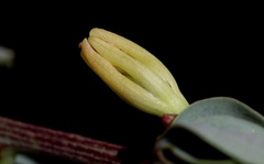 Adenia glauca