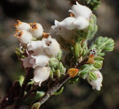 Erica oreotragus