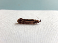 Leptosaces schistopa