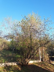 Kageneckia lanceolata