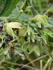 Symphytum × uplandicum