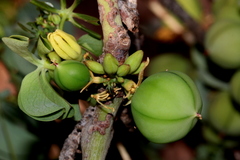Adenia glauca