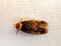 Mimobrachyoma maculifera