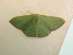 Prasinocyma semicrocea