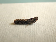 Sciota melanostyla