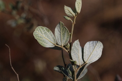 Rhynchosia nitens